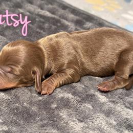 Dachshund Puppies from Drift & Dash Dachshunds