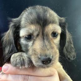 Kassidy - Brindle female Dachshund puppy in Bigfork, Minnesota from Dachshunds Up North