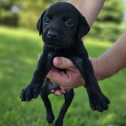 Yellow Collar - Female - Black female Labrador Retriever puppy in Boyd, Minnesota from Lindley Labradors