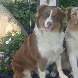 Australian Shepherds from Maple Knoll Aussies