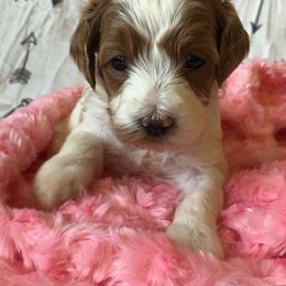 Goldendoodle Puppies from Mumzee Doodles