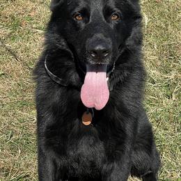 German Shepherds from Legacy Shepherd Kennels LLC