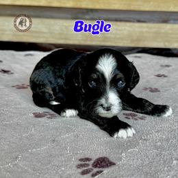 Bugle - Tri-color male Bernedoodle puppy in Banner Elk, North Carolina from Walnut Tree Bernedoodles