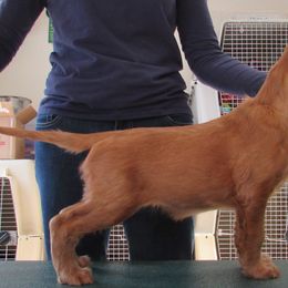 Irish Setter Puppies from Anamacara Irish Setters