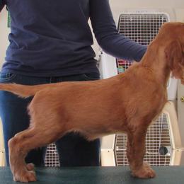 Irish Setter Puppies from Anamacara Irish Setters