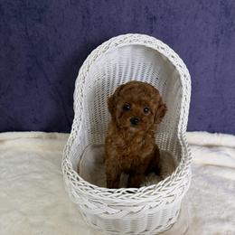 Lumi(AKC) - Red  female Poodle puppy in Moreno Valley, California from Yanni's Poodle