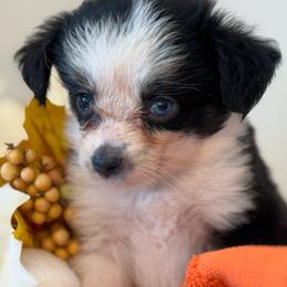 Tinkerbell - Black tri female Toy Australian Shepherd puppy in Ambrose, Georgia from Brandilyn's Aussies