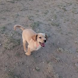 Pink Female - Yellow female Labrador Retriever puppy in Briggsdale, Colorado from LC Hunting Labs, LLC.