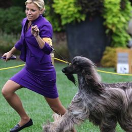 Afghan Hounds from Singh Afghan Hounds