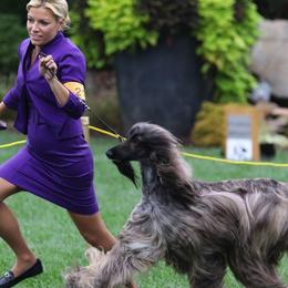 Afghan Hounds from Singh Afghan Hounds