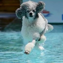 Poodles from Ad Astra Performance Poodles