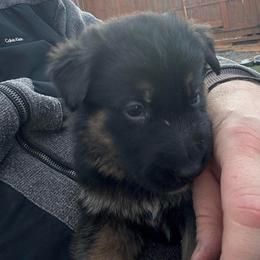 Raven - Black and red female German Shepherd puppy in Charlottesville, Virginia from AB_Elite_GSD