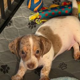 Bullseye - Dapple male Dachshund puppy in Rancho Cucamonga, California from Empire's Dachshunds