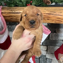 Green - Golden male Golden Retriever puppy in La Salle County, Illinois from UpSouth Golden Retrievers