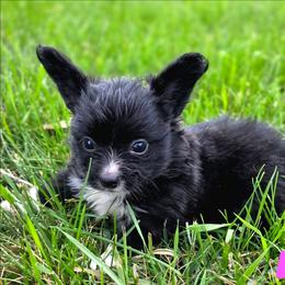 Girl 2 - Black and white female Companion Cross puppy in Davenport, Washington from Lovely Ladies and Little Asses Miniature Equines (L3A Pomeranians & Papillons)
