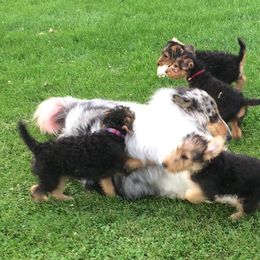 Airedale Terrier and Boxer Puppies from Roc Haven Airedales & Boxers