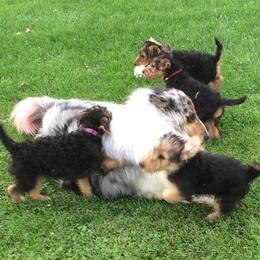 Airedale Terrier and Boxer Puppies from Roc Haven Airedales & Boxers