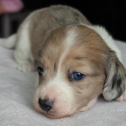 Lily - Dapple female Dachshund puppy in Waddell, Arizona from The Bearded Companions