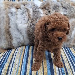 Poodle Puppies from Miller Poodles