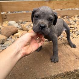 Gray Male 5 - Gray male Cane Corso puppy in Knoxville, Tennessee from Crowned Corso