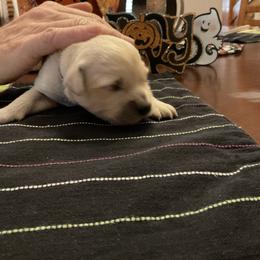 Golden Retriever Puppies from Tupelo Honey Farm's Golden Retrievers