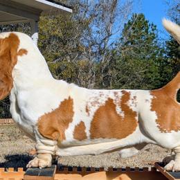 George - Basset Hound