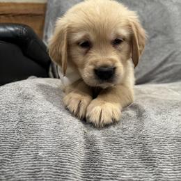 Comet:Brown collar - Golden male Golden Retriever puppy in Monterey, Tennessee from Lawson’s Green Acres Goldens and Mini Dachshunds