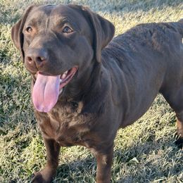 Hazel - Labrador Retriever
