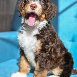 Bernedoodle and Goldendoodle Puppies from Sun Valley Goldendoodles