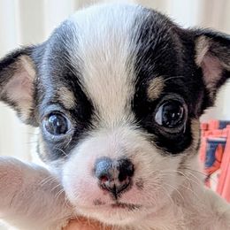 Willow - Black and white female Chihuahua puppy in Leominster, Massachusetts from House of Lil  Paw