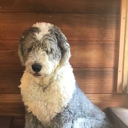 Old English Sheepdogs from Snowdowne Too Annex