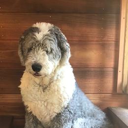 Old English Sheepdogs from Snowdowne Too Annex