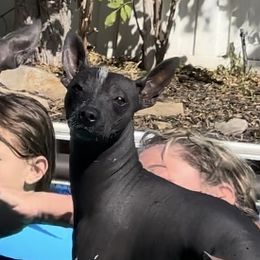 Donnie - Xoloitzcuintli
