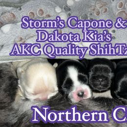 Shihpoo and Shih Tzu Puppies from STORM'S CAPONE  & DAKOTAKIA AKC QUALITY SHIH TZU'S