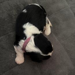 Ms. Pink - Tri-color female Cavalier King Charles Spaniel puppy in Rocky Ford, Colorado from Scofield Cavaliers
