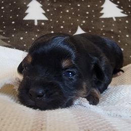 Girl 2 - Havapoo puppy from Little Wyo Doodles
