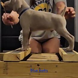 Blue Collar - Silver gray male Weimaraner puppy in Indiana from So-IN Weimaraner's