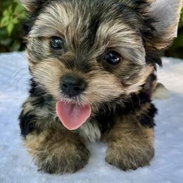 Rachel - Black tan and white female Biewer Terrier puppy in Bunnell, Florida from Royal Biewer and Royal Aussies