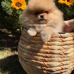 Oscar - Orange sable male Pomeranian puppy in Fort Collins, Colorado from Gempoms
