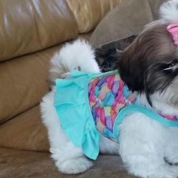 Shih Tzus from Snowhisper Shih Tzu