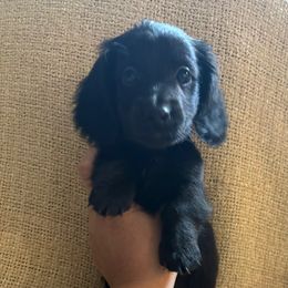 Luca - Black male Dachshund puppy in Madera, California from Winnie’s Doxies