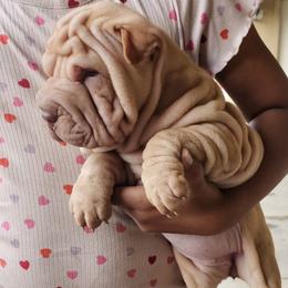 Tiny - Cream sable female Chinese Shar-Pei puppy in Bakersfield, California from Cashmerewrinkles