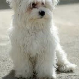 Yuki - Maltese