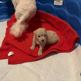 Poodle Puppies from ChiPoodles