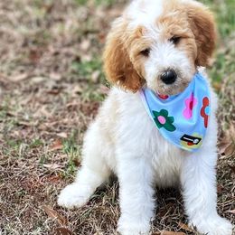 Maui - Goldendoodle puppy in Chesnee, South Carolina from Pampered Paws Unlimited