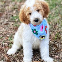 Maui - Goldendoodle puppy in Chesnee, South Carolina from Pampered Paws Unlimited