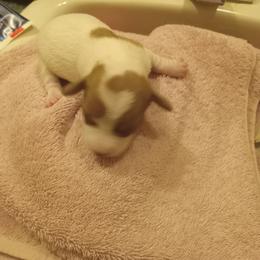 Girl 2 - Cream female Dachshund puppy in Warrenville, South Carolina from Sherman's Dachshunds