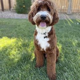 Dash - Goldendoodle