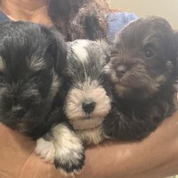 Miniature Schnauzers from Melton's Mini Schnauzers