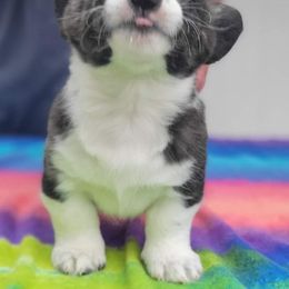 Cardigan Welsh Corgi Puppies from Brechdan Cardigan Welsh Corgis